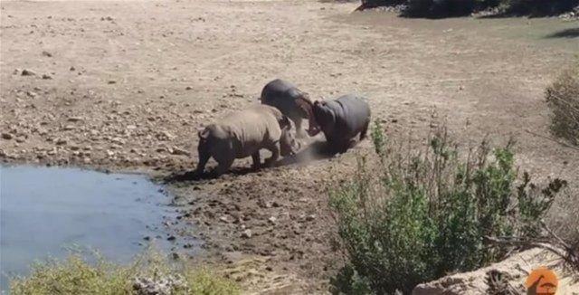 Kavga sonucunda su aygrlarndan biri gergedan boup ldryor.