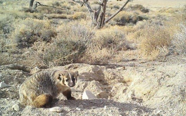 Porsuk inei saklamak iin byk aba gsterdi. Video grntlerinde porsuun sk sk gelip inein etrafna ukur at izleniyor. nek byk olduu iin bu ok zaman ald.