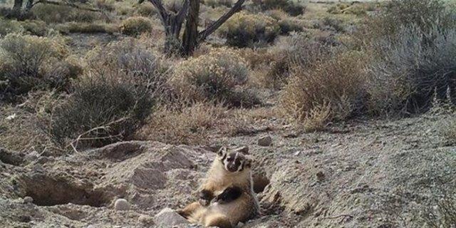 Doalar gerei yiyeceklerini saklayp gizlice tketen porsuklarn koca bir inei gmp yemeye almas bilim insanlarn artt.