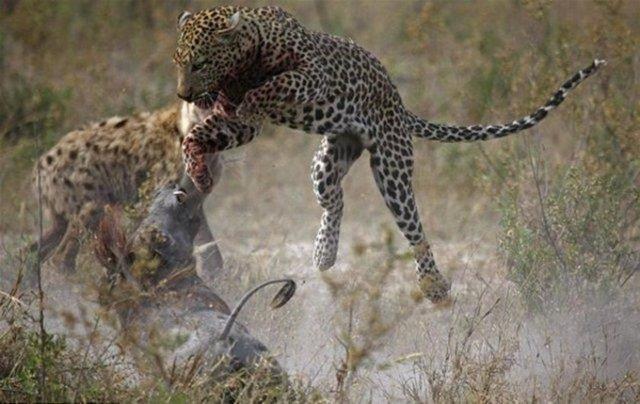 DEV PTON, VAH SIRTLANI MDEYE NDRD!    Cep telefonuyla ekilen bu grntlerde, piton yetikin bir srtlan tuzana dryor.