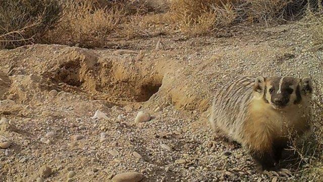 Porsuun inei gmd grntler YouTube'dan yaynland. Porsuun inei yedii grntlerin bir ksm ise video olarak deil fotoraf eklinde paylald.