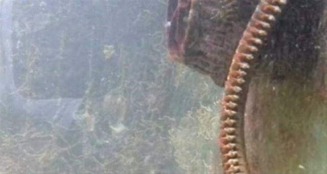 Bu solucanlar, baz durumlarda yaklak 3 m boyutlarnda byyebilir.