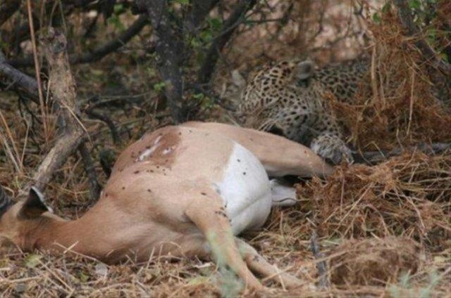 Grntler, orada bulunan doa fotorafs tarafndan ite byle kaydedildi.