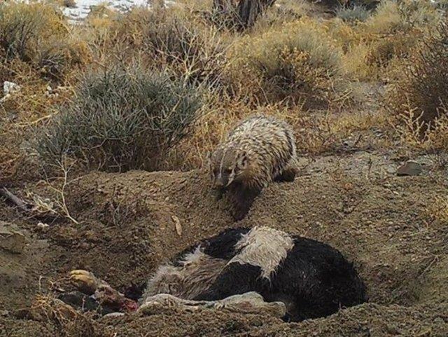 Normalde yiyeceklerini dier avclardan gizleyen ya da depolayan porsuklarn bu derece byk bir hayvan gmp yemeye alt daha nce grlmemiti.