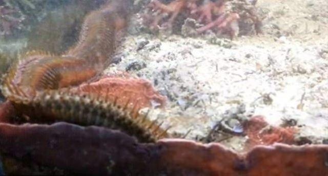 Bu, mercanlar ve kk balklar yiyen bir katil solucan.