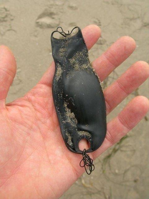 Grdnz aslnda bir kpek bal yumurtas.