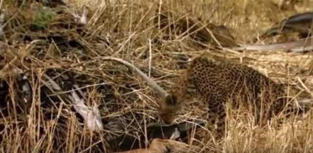 Ona doru gelmeye balayan babun, itann tn plann suya dryor.