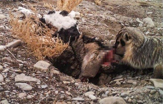 LEOPAR SERT KAYAYA ARPTI    Bu kez avc av oldu... A leopar iki domuzu pusuya drd.. Domuzlardan gen olanna saldran leopar, avn yakalad anda beklenmedik bir ey oldu..