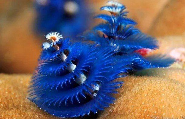 Mavi bir Noel aac solucan.