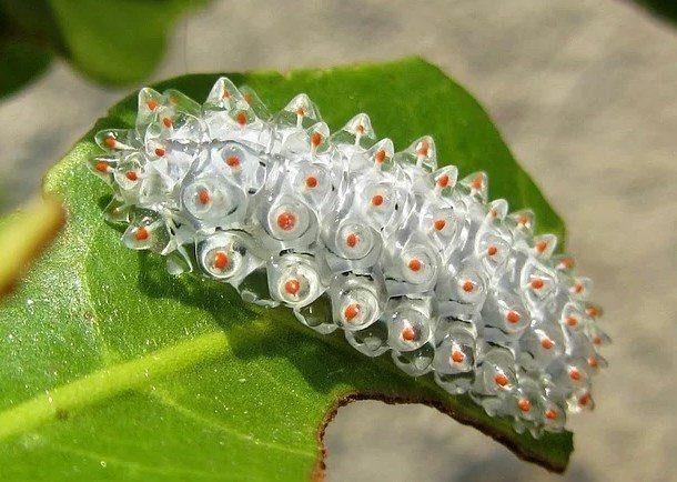 Jelibonu andran bir grnts olan trtl.