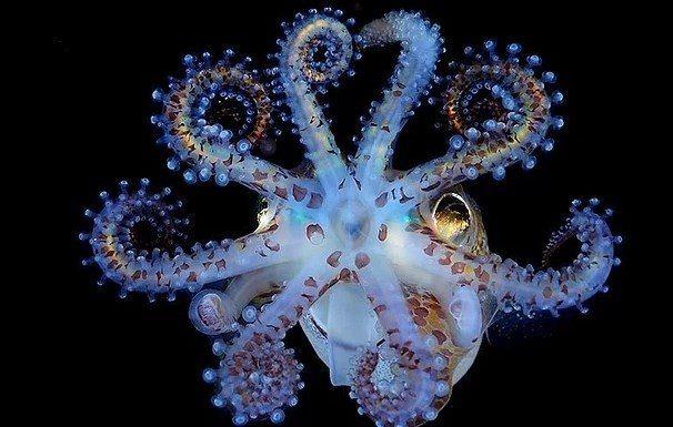 Rengarenk bir kafadanbacakl.