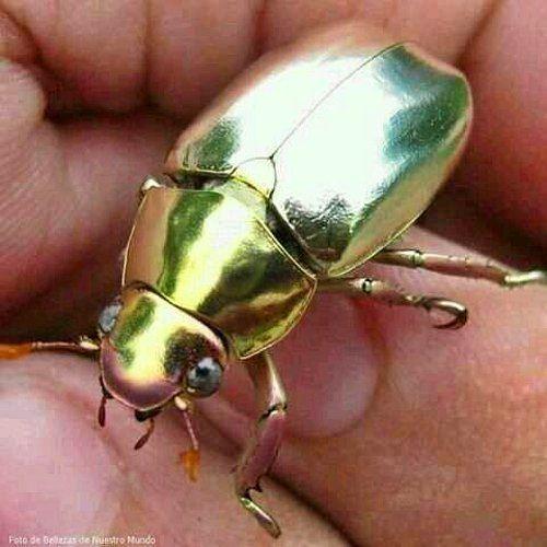 Altn kaplama gibi grnen bir bcek.