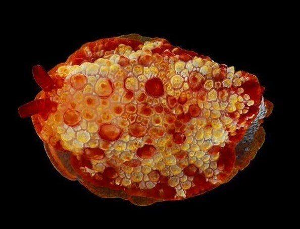 Bir bebek mantis karidesi.