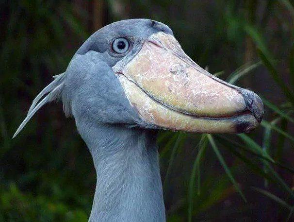 1.5 metre uzunlua eriebilen bir pabu gagal leylek.