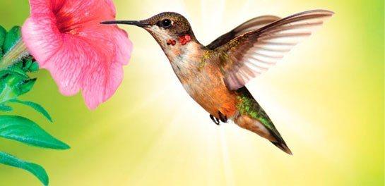 ki uzun kuyruuyla dikkat eken, nesli tkenme tehlikesi olan bir sinek kuu.