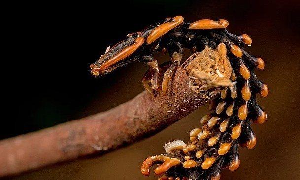 Kn kanatllar trnden bir trilobite bcei.