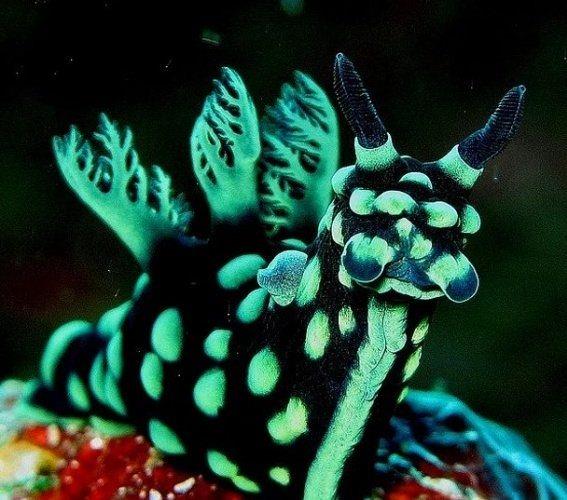 Nembrotha cristata adndaki bir deniz smkl bcei.