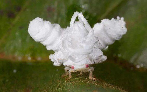 Mumlu bitki kurdu perisi.