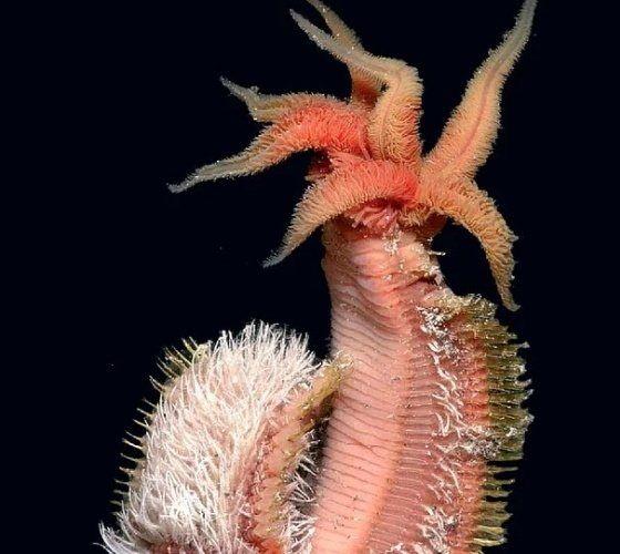 Hydrothermal vent kenarlarnda yaayan, sca cok seven ve sya dayankl olan, sadece Pasifik Okyanusu'nda bulunan bir deniz solucan tr: Pompeii solucan