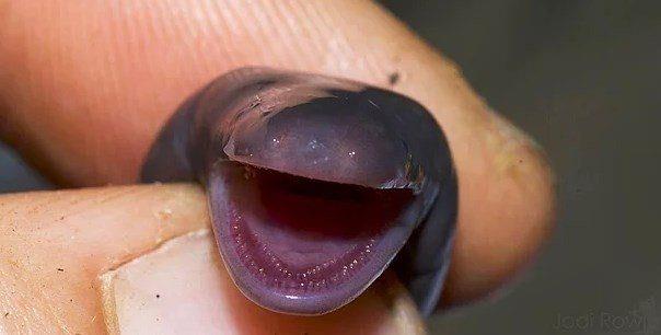 Alien filmindeki yavru xenomorph'lara benziyor: Ichthyophis amfibisi.