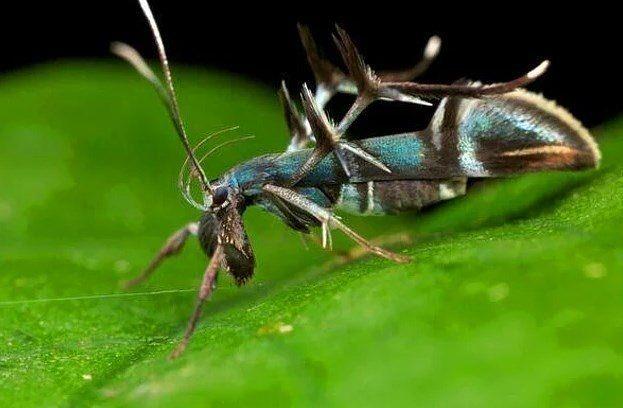 Karnca grnml bir gve.