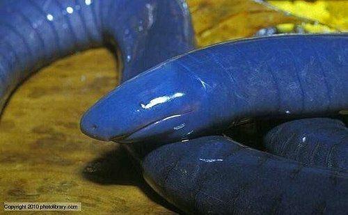 Ayaksz iki yaamllar snfndan, gzleri krelmi bir solucanms/ylans.