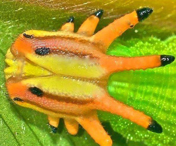 Bilimsel ad opsiphanes cassiae olan bir trtl.