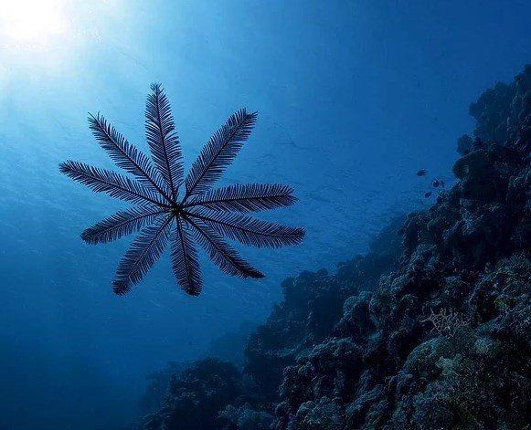 Daha ok bir bitkiyi andran hayvan: Deniz zamba.