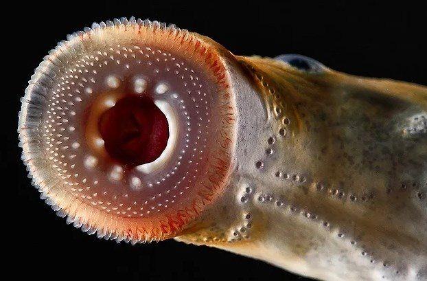 Karadeniz dere taemeni ya da Hopa dokuzgzls adlaryla bilinen bir taemen tr.