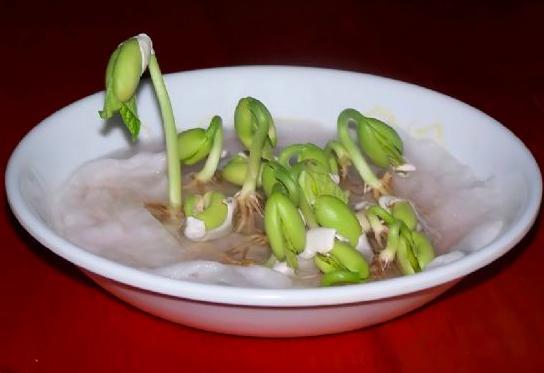 Fasulye deneyi  <br>  Fen Bilgisi derslerinin yllarca deimeyen temel deneylerinden biriydi. 90&#8217;larda her ocuk en az bir kez bu deney vesilesiyle fasulyenin pamuk ve su vastasyla bydn tecrbe etmitir. Her sabah uyanldnda ilk nce fasulye kontrol edilir, byyp bymedii incelenirdi.