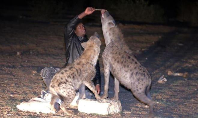 Etiyopya'nn tarihi ehri Harar'da halk, srtlanlarla i ie yayor. Gndz ehrin etrafndaki dalk blgelerde yaayan srtlanlar, geceleri karnlarn doyurmalarna altklar yre halkna yaklayor.