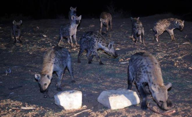 Yusuf, halkn Aure Gn'nde ehrin dndaki evliya trbelerini ziyaret ederek Kur'an- Kerim okuyup dua ettiini, yln bereketli gemesi iin de srtlanlar beslediini syledi. Afrika'nn eitli blgelerinde yaayan srtlanlar, grup halinde avlanyor ve saatte 60 kilometreye kadar hzla koabiliyor.