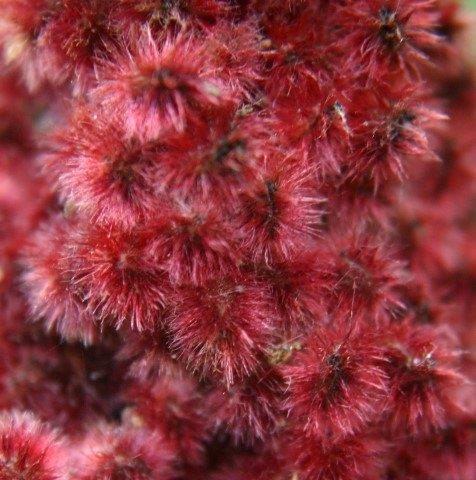 Yourt krn yapmak iin en ideal saatler akamst 4-5 saatleridir.    Bunu unutmamak iin telefonunuza yourt kr alarm kurabilirsiniz.