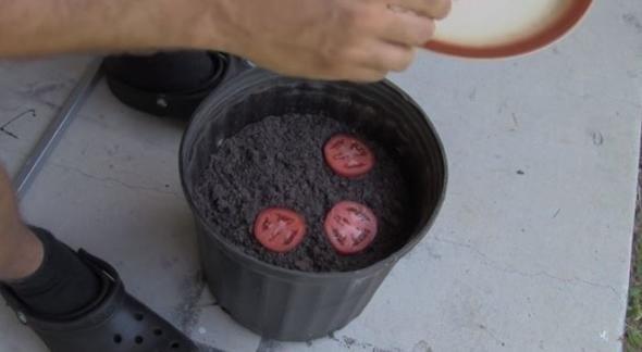 2- Domates dilimlerini topran stne koyun.