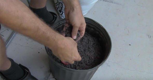 4- Dzenli bir ekilde sulayn ve 7-14 gn bekleyin.