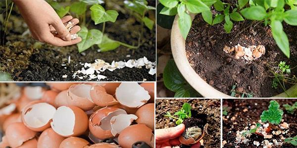 Hemen her gn yumurta yiyoruz ve kabuunu hi dnmeden pe atyoruz. Meerse yumurtann kabuunu bo yere pe atyormuuz.