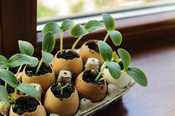 Bitkilerinizin yannda yumurta kabuu veya krk yumurta bekletmeniz halinde solucan ve kurtlar bitkilerinize yanamayacaktr.