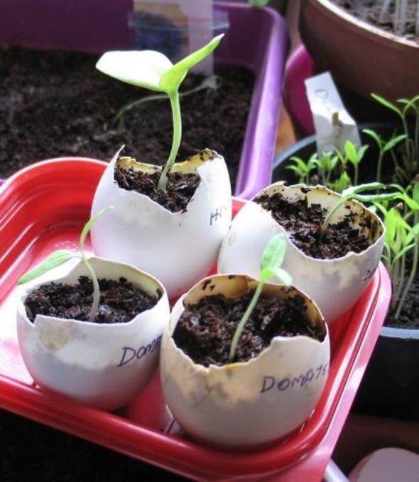 Kular, yumurtada bulunan kalsiyum nedeniyle kabuklarn yemeye baylrlar. Kular bahenize geldiinde de bahenize zarar veren bcekleri yerler.