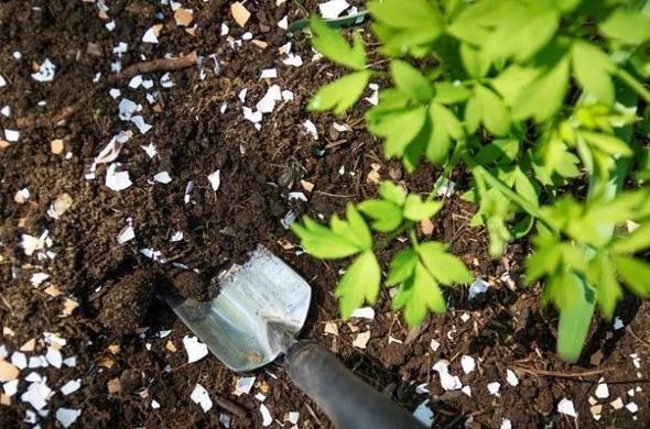 te yumurta kabuklarnn bitkileri coturacak faydalar...