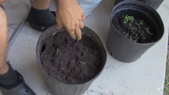 3- Dilimlerin stn toprakla kapatn.