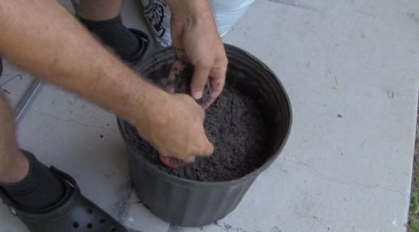 Domatesin filizlendiini greceksiniz.