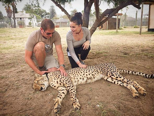 nceki gn hayvanat bahesine giden nl ift, Cape Town&#8217;daki &#8216;Cheetah Outreach&#8217;de (italar yaatma ve kurtarma park) turistler sevip hatra fotoraf ektirsin diye uyutulmu halde yatan bir itay da grevli eliinde sevdi.