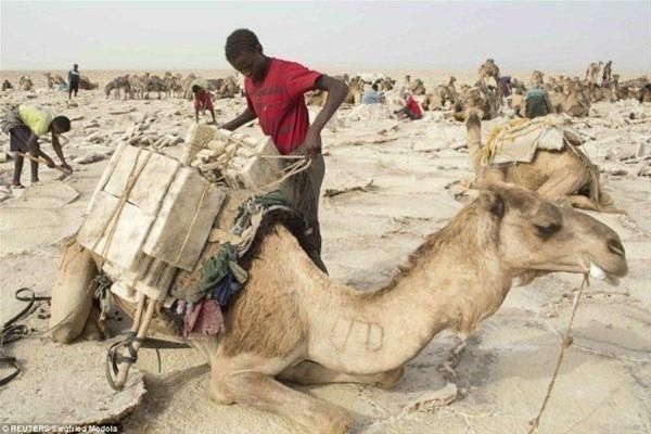 Etiyopya'da 35 derece scaklkta tuz karan iiler.