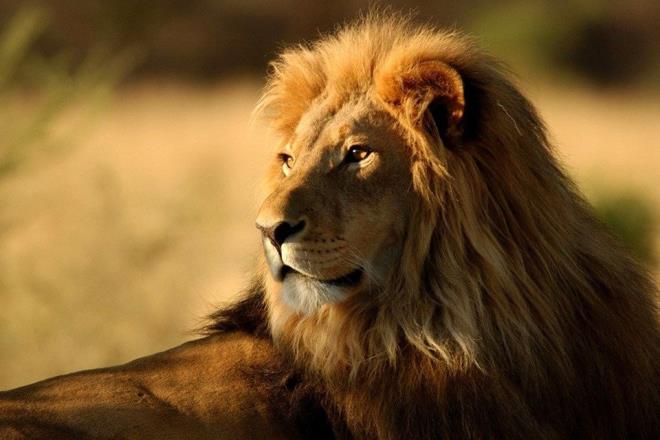 Aslan  <br>Kar konulmaz birisiniz. nsanlar her zaman size eken ve etkileyen bir yannz var ve bu size hem sayg duyulmasn hem de kskanlmanz salyor. Ancak bu zelliiniz zaman zaman kibire neden oluyor.