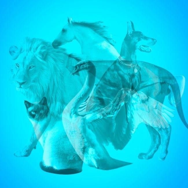 Bu resime baktnzda ilk nce hangi hayvan dikkatinizi ekiyor?