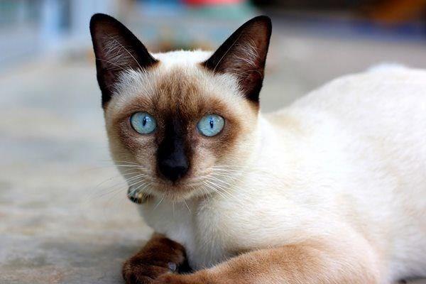 Kedi  <br>  Bu seim sizin ie gidip gelme konusunda ne kadar gnlsz olduunuzu gsteriyor. Bir an nce gn bitirip, evinizde rahat kanepenizin zerinde favori televizyon programnz izlemenin ya da kitap okumann hayalini kuruyorsunuz.