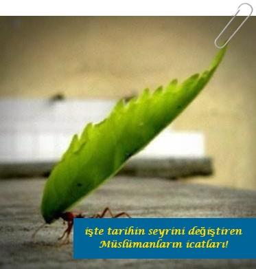 Bir karınca kendi ağırlığının elli kati ağırlığı kaldırabilir.