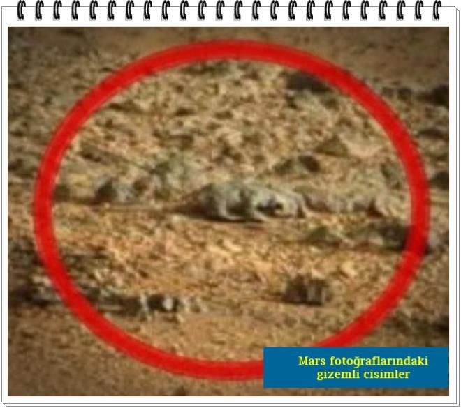 Grnen objenin bir timsahtan fark yok.