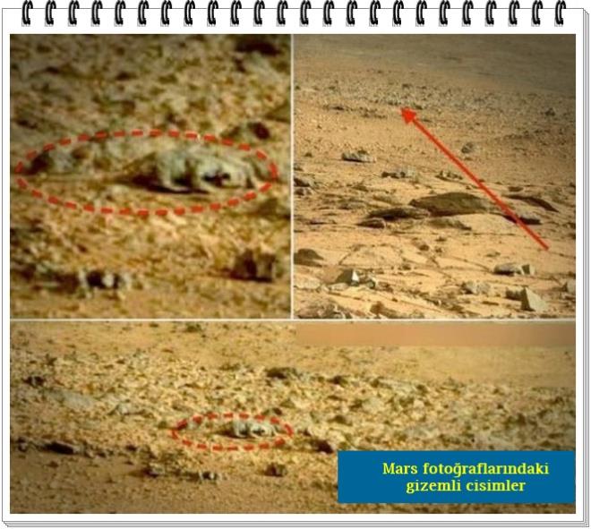 Grnen objenin bir timsahtan fark yok.