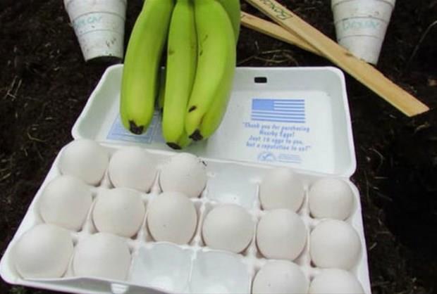 Olgunlatrma Yntemlerinden Biri de Yumurta ile Topraa Gmmektir  <br>  Kabuklarn pe atmak yerine onlar deerlendirebilirsiniz. Satn aldmz sar muzlar aslnda yemyeilken toplanrlar. Sonrasnda muzlar olgunlatrlr. Bu olgunlatrma yntemlerinden biri de yumurta ile topraa gmmektir.